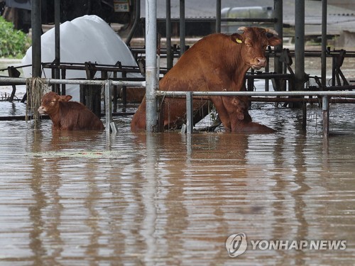 乾燥台地（韓国語） 韓国・ソウル】大規模冠水…原因は「落ち葉」？ 消防が“排水出動