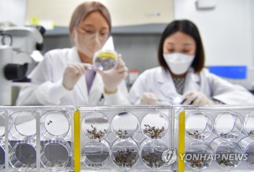 In this file photo, researchers conduct an experiment on malaria mosquitoes at a lab of a state health research center in Suwon, south of Seoul, on Aug. 16, 2023. (Pool photo) (Yonhap)