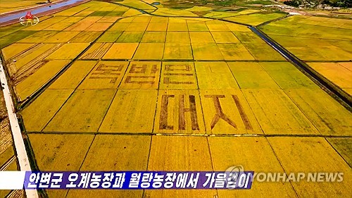 Rice harvest in N. Korea