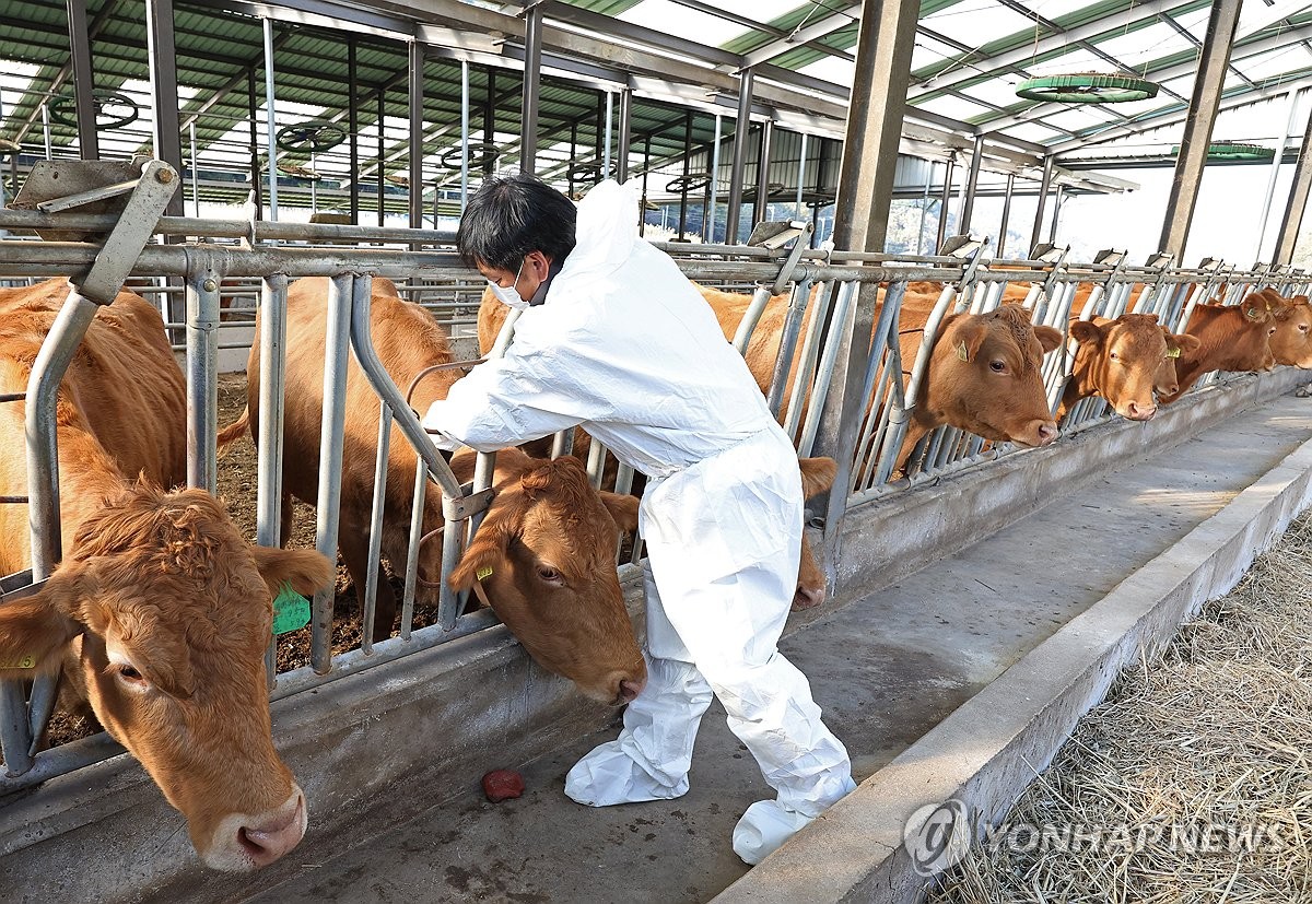 A farmer administers vaccine shots to cattle at a farm in the southeastern city of Ulsan on Nov. 1, 2023. (Yonhap) 