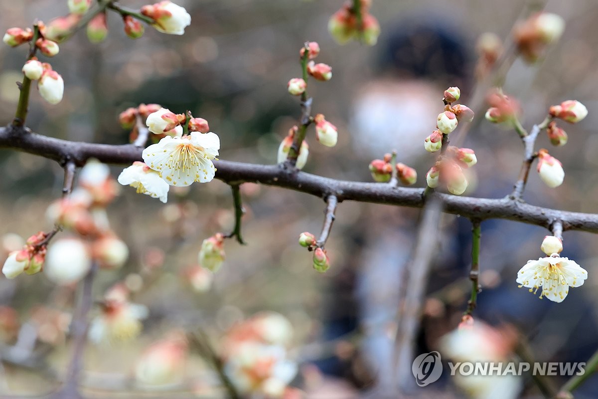 Jeju Weather Forecast January 14th, 2024 Plum Blossom Blooming and