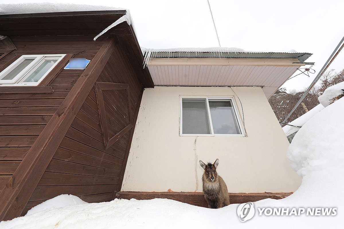 지난 2월 24일 강원 인제군 북면 용대리에서 먹이를 찾지 못해 산에서 내려온 산양이 마을 주변을 두리번거리고 있다. [인제군 제공. 재판매 및 DB 금지]