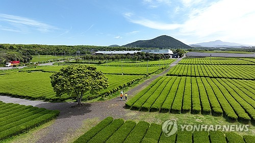 Green tea fields
