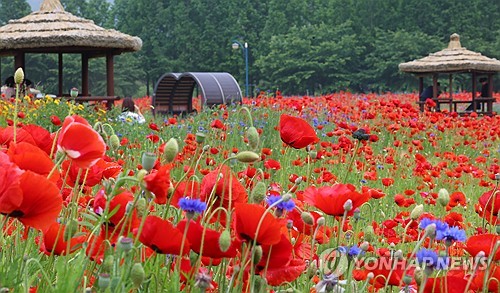 붉게 물든 양귀비꽃…인천 인천대공원 찾은 시민들 