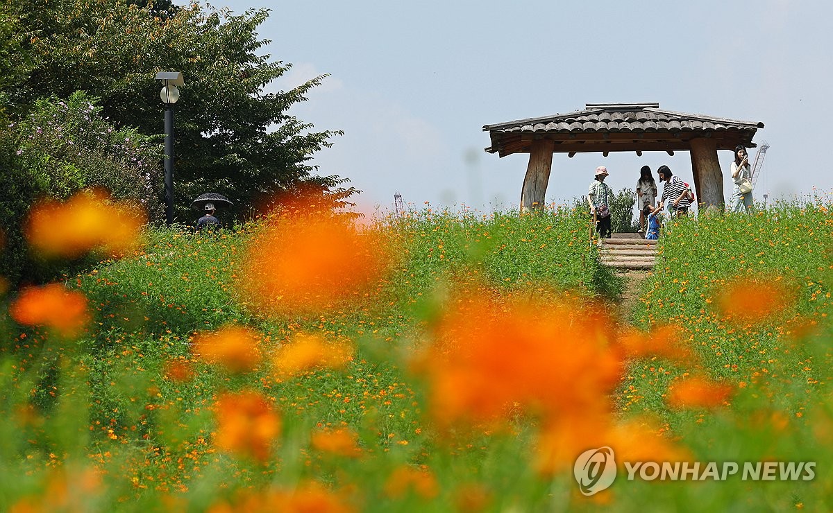 초가을 황화 코스모스 활짝