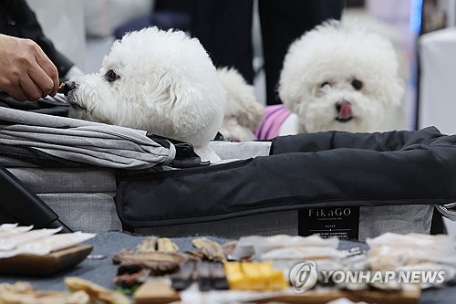  강아지도 입학시험 본다…"스카이개슬"