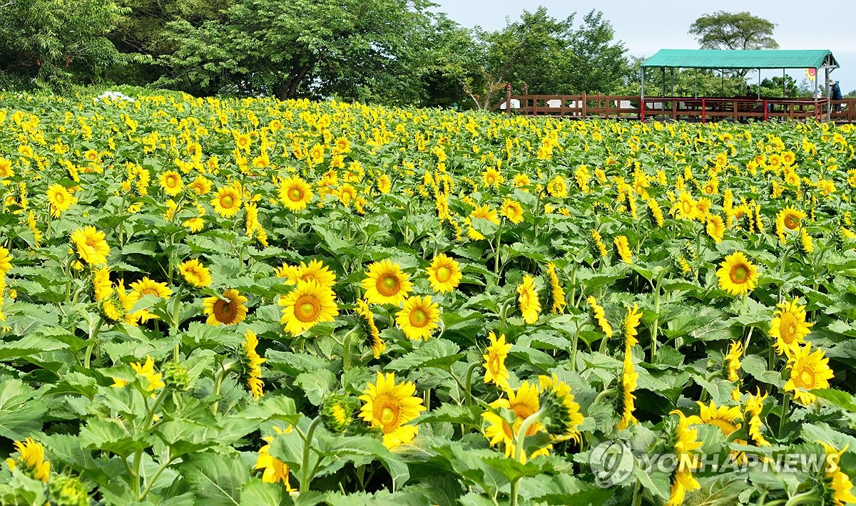 제주 대체로 맑음…낮 기온 27∼31도