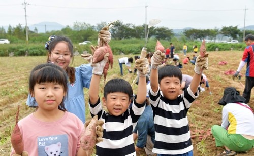 '달콤한 추억' 31일부터 이틀간 논산 상월명품고구마축제