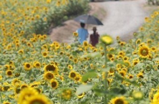 초가을 맞아 산으로·꽃밭으로…축제장도 나들이객 북적