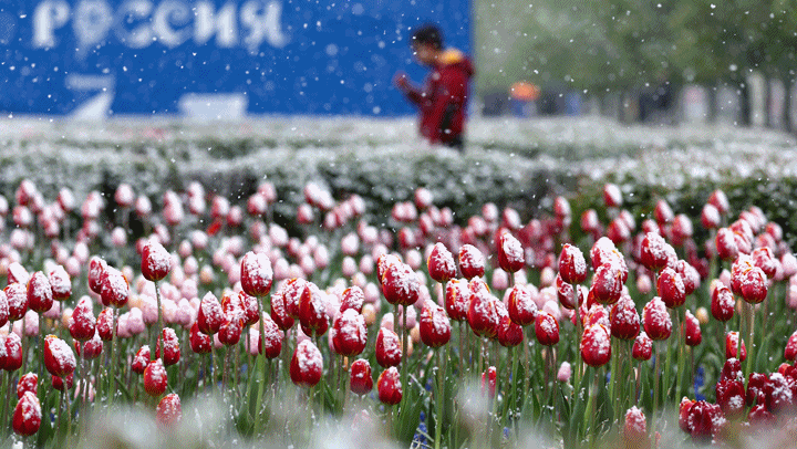 '꽃 위에 앉은 눈'…5월의 모스크바