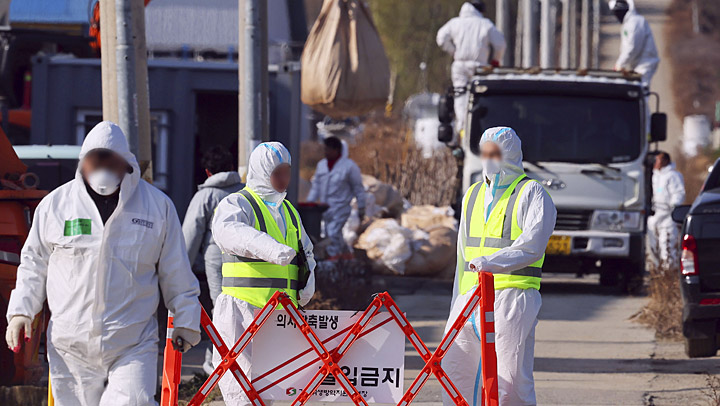고병원성 조류인플루엔자 항원 확인…평택 산란계 농장 출입 통제